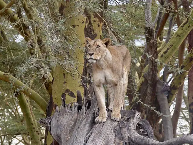 Location: Lake Manyara,  Tanzania