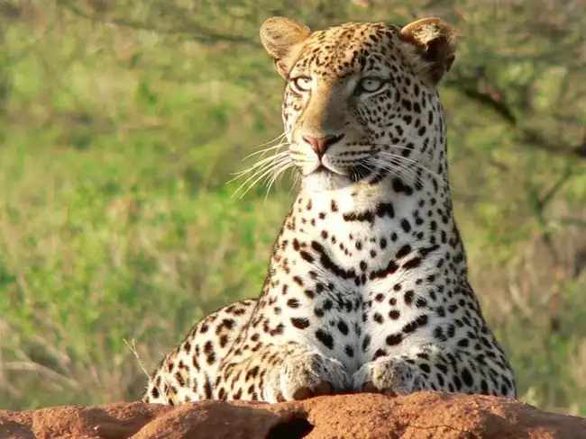 Leopard on Alert | Location: Tanzania