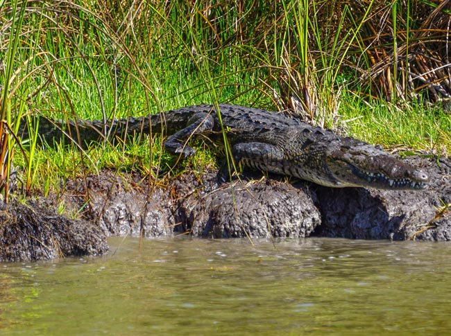 American Crocodile | Location: Crooked Tree Wildlife Sanctuary,  Belize