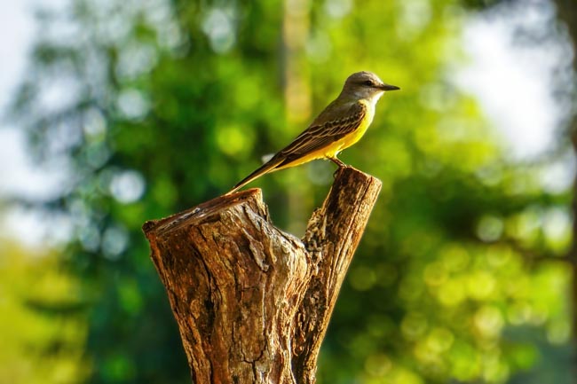 Location: Crooked Tree Wildlife Sanctuary,  Belize