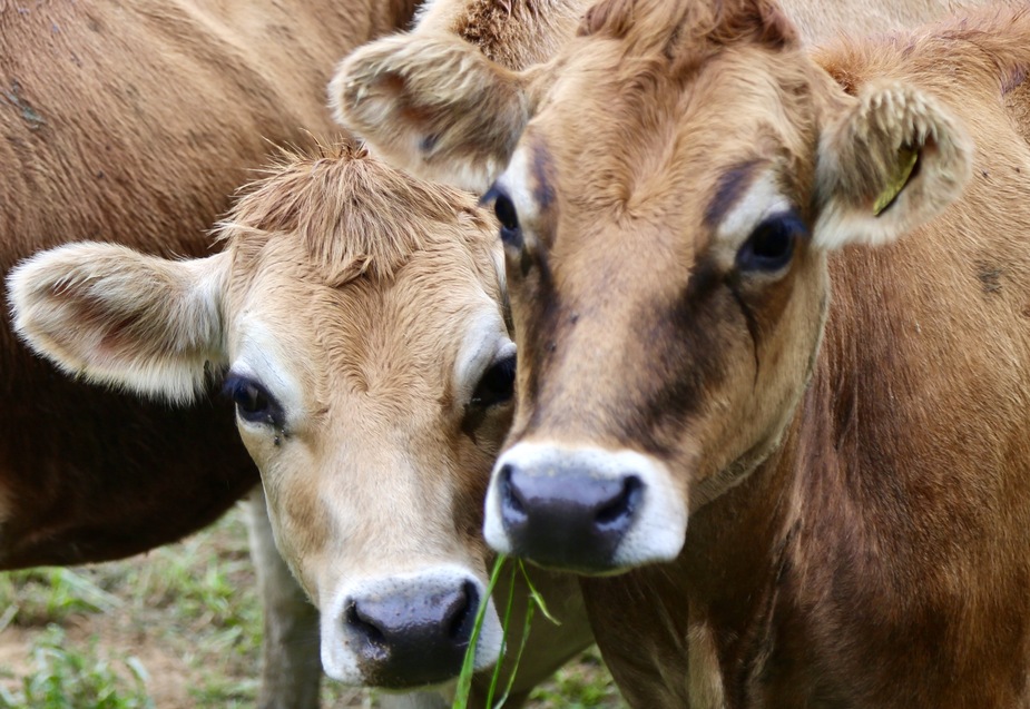 Jersey Cows | Location: Jersey Island,  United Kingdom of Great Britain and Northern Ireland