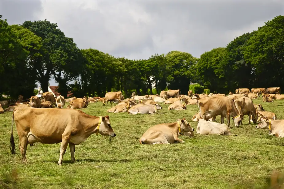 Jersey Cattle | Location: Jersey Island,  United Kingdom