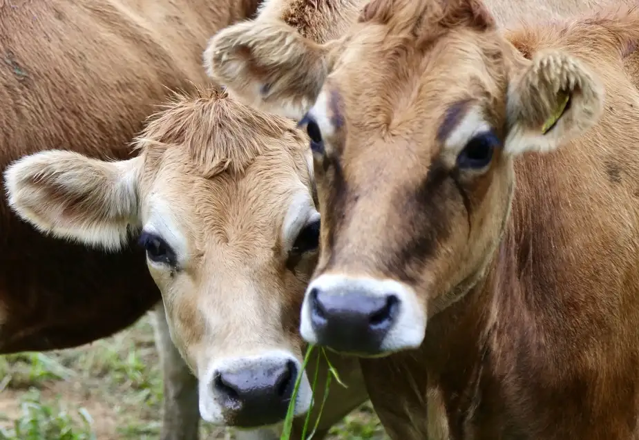 Jersey Cows | Location: Jersey Island,  United Kingdom