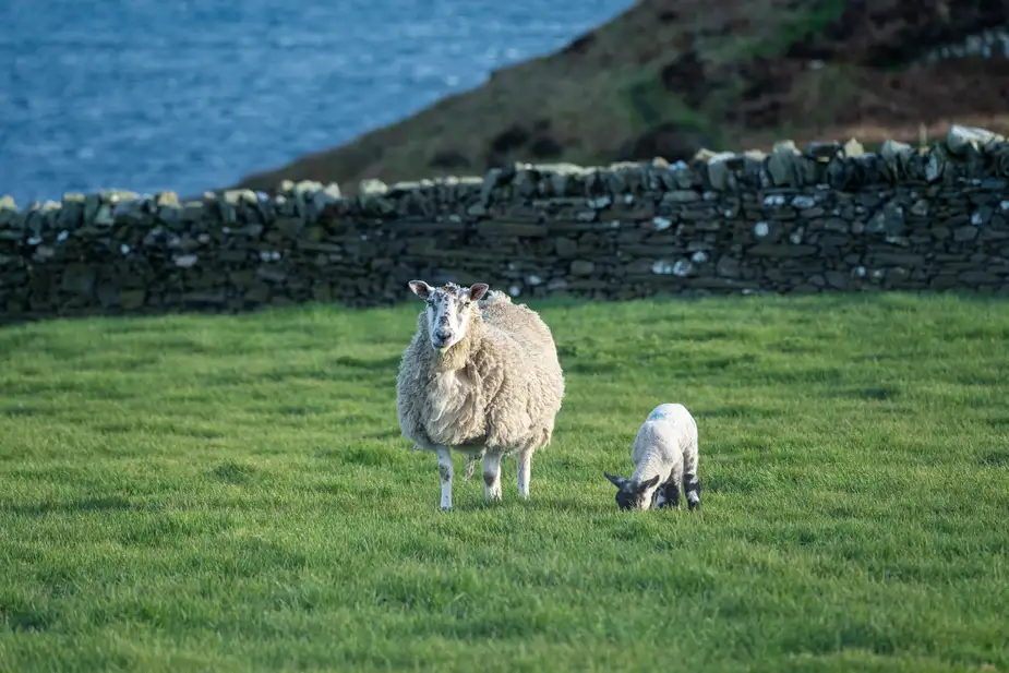 Manx Sheep, Isle of Man | Location: Douglas,  United Kingdom