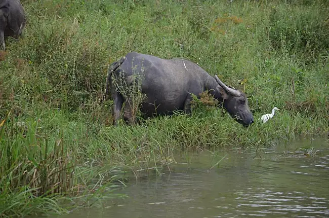 The animals living on the river | Location: Hue,  Vietnam