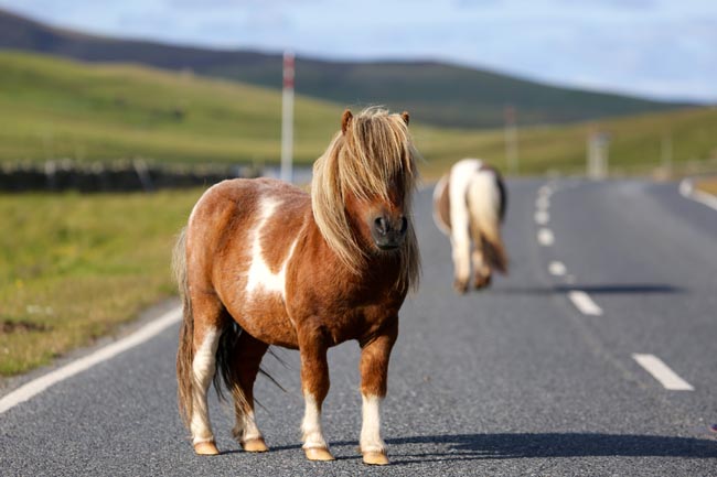 Free Range Shetland Ponies | Location: Scotland