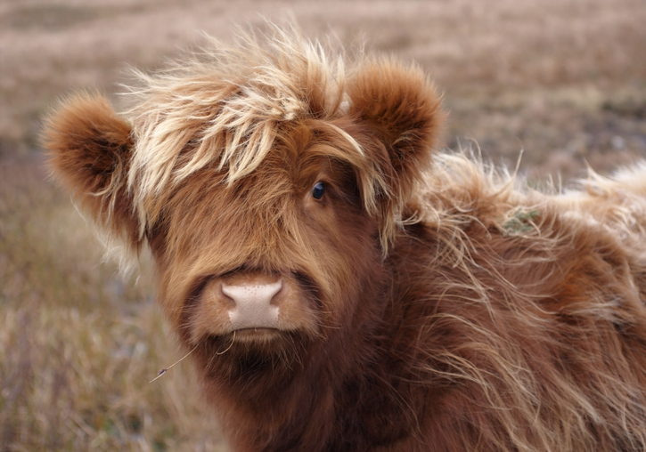 Highland Cow | Location: Scotland