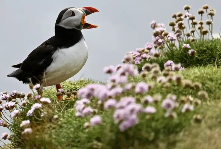 Sumburgh Heads, Shetland | Location: Scotland