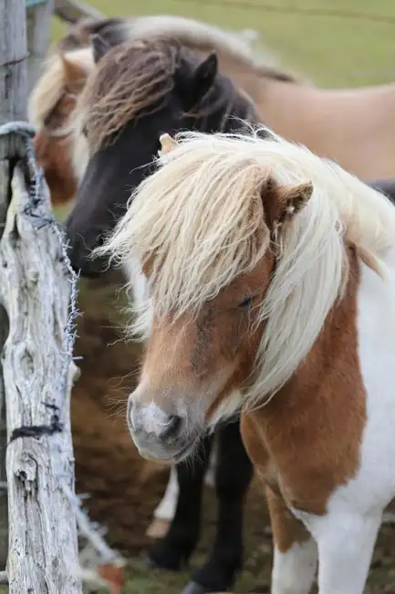 Free Range Shetland Ponies | Location: Scotland