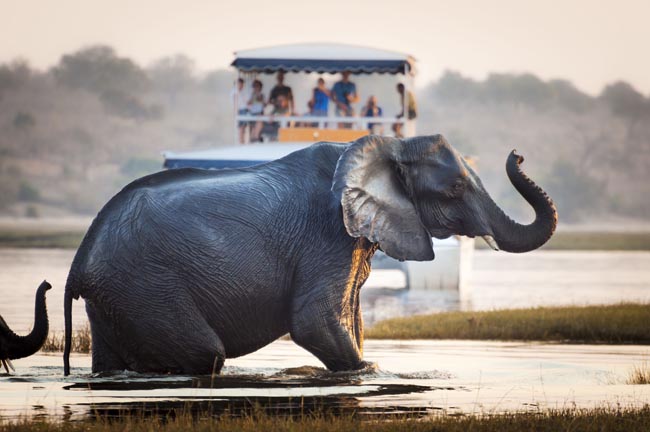 Location: Chobe National Park,  Botswana