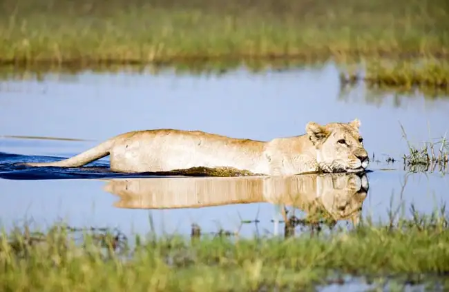 Location: Chobe National Park,  Botswana