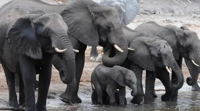 Location: Chobe National Park,  Botswana