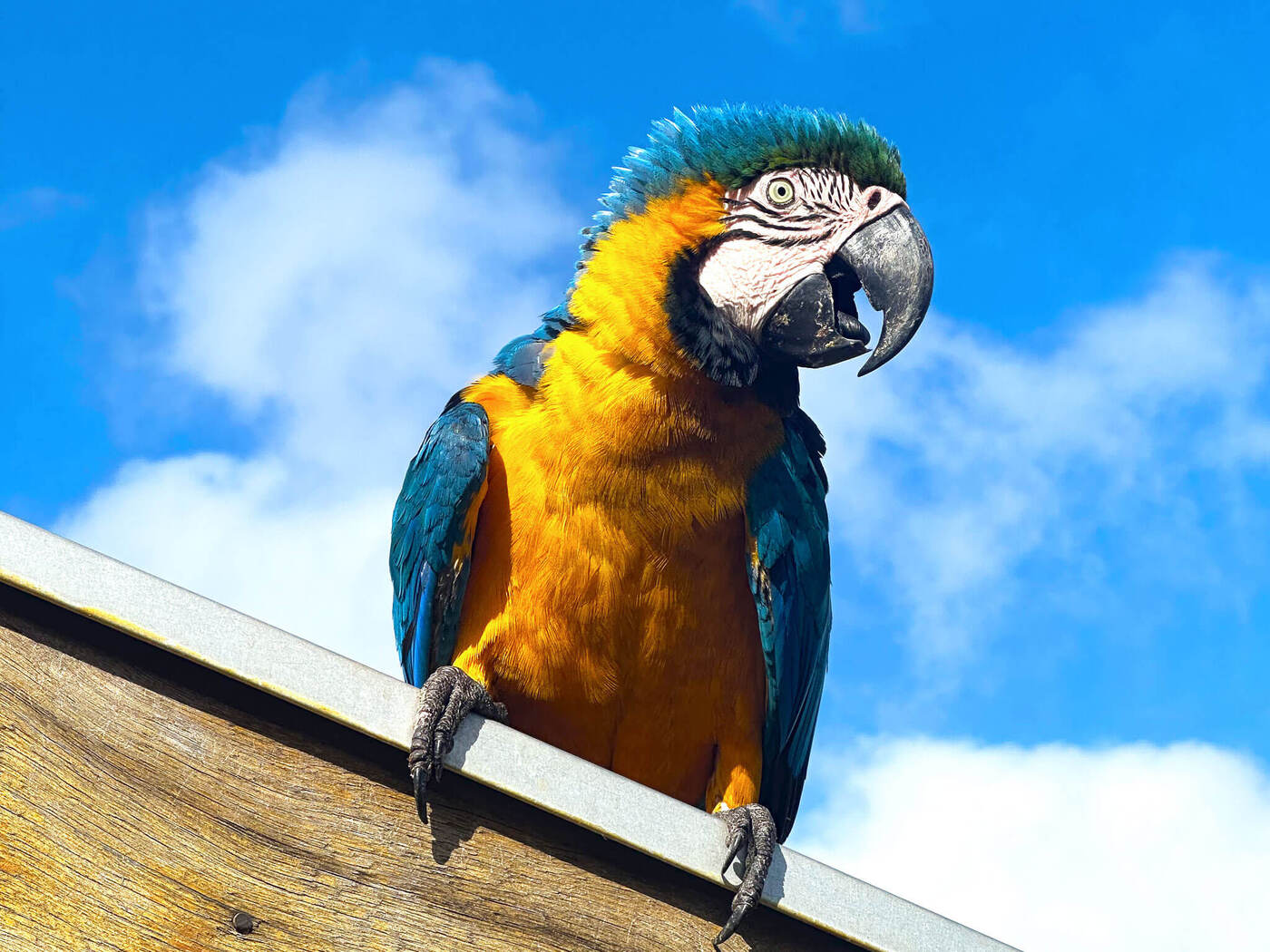 Macaw | Location: Pantanal,  Brazil