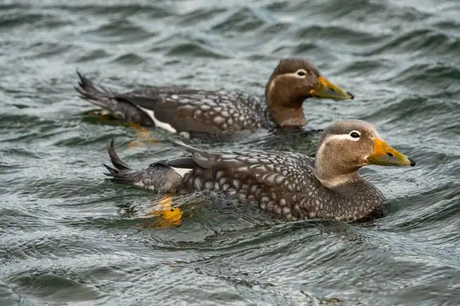 Flying Steamer-Duck | Location: Torres Del Paine,  Chile