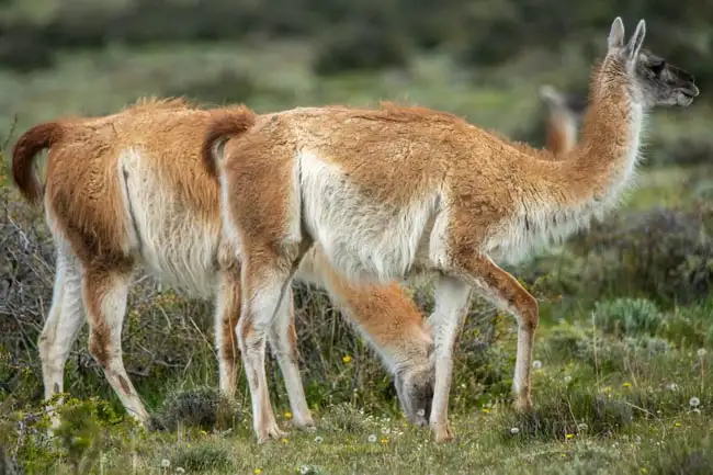 Guanacos Grazing in Torres | Location: Torres Del Paine,  Chile