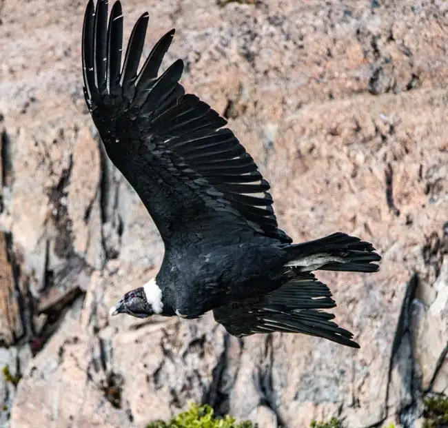 Andean Condor | Location: Torres Del Paine,  Chile