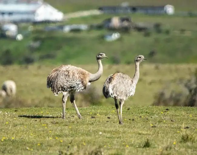 Lesser Rhea | Location: Torres Del Paine,  Chile