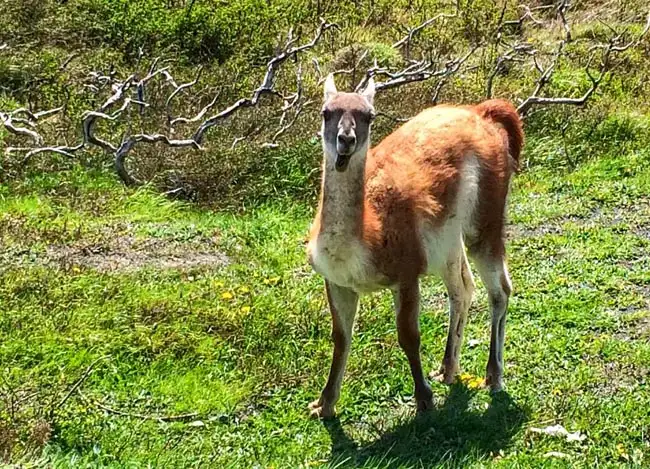 Llama in the park | Location: Torres Del Paine,  Chile