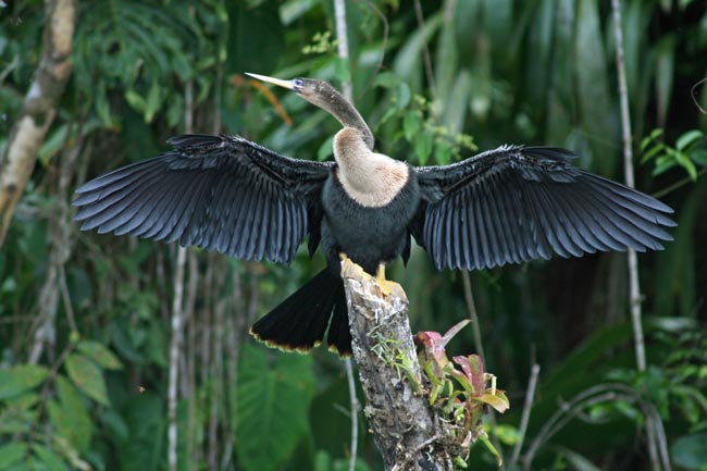 Anhinga drying out its wings in Tortuguero N.P. | Location: Tortuguero,  Costa Rica