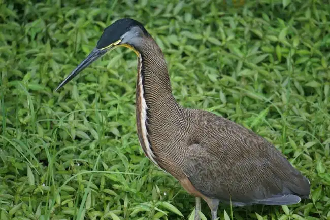 Bare-Throated Tiger Heron | Location: Tortuguero,  Costa Rica