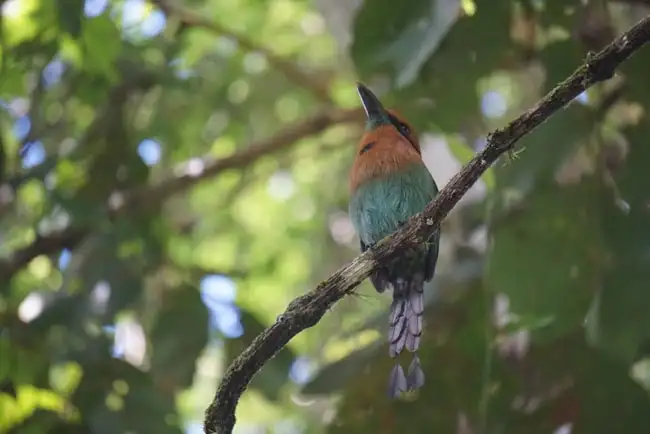 Broad-Billed Motmot | Location: Arenal,  Costa Rica