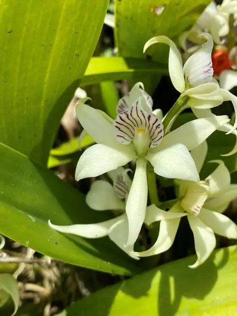 Location: Arenal,  Costa Rica