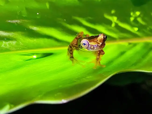 Local wildlife encounter! | Location: Arenal,  Costa Rica