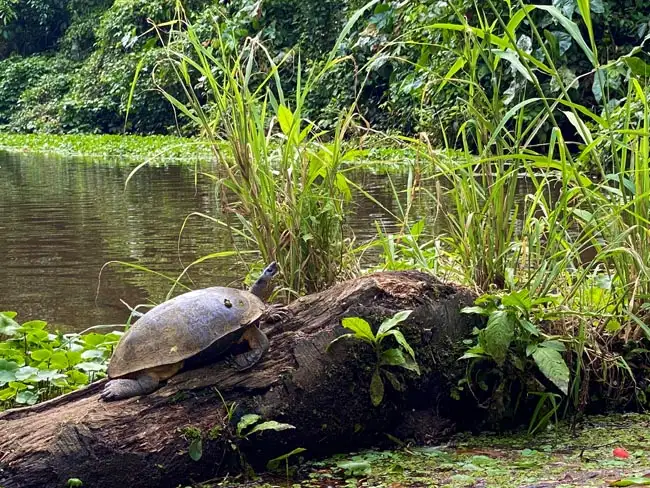 Wildlife spotting along the waterways | Location: Tortuguero,  Costa Rica