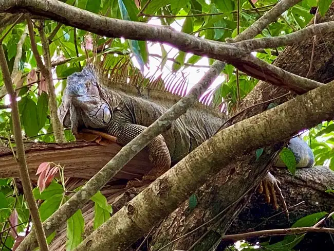 Who is watching who? | Location: Tortuguero,  Costa Rica