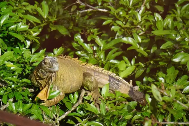 Green Iguana | Location: Arenal,  Costa Rica