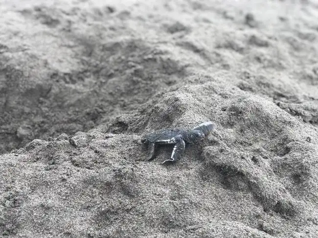 Green Turtle Hatching | Location: Tortuguero,  Costa Rica