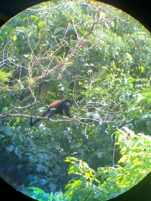 Howler Monkey | Location: Arenal,  Costa Rica