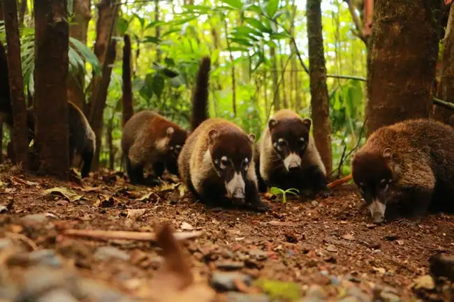 Coati mundis | Location: Costa Rica