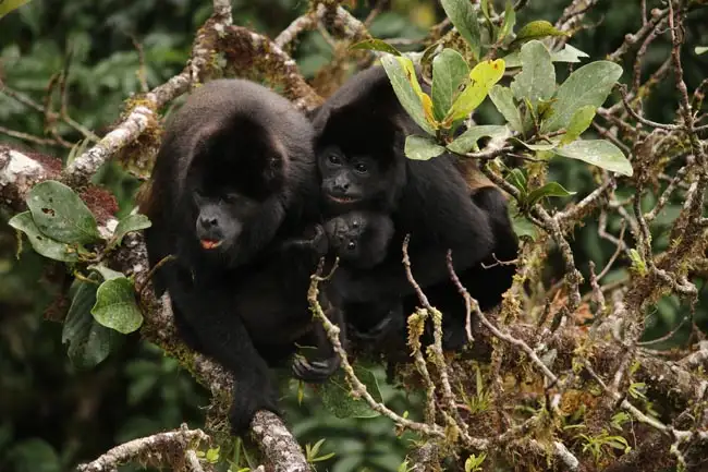 Howler Monkeys | Location: Costa Rica