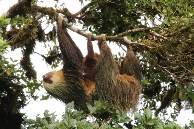 Sloth | Location: Costa Rica