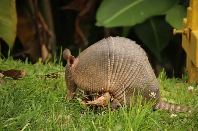 Armadillo | Location: Costa Rica