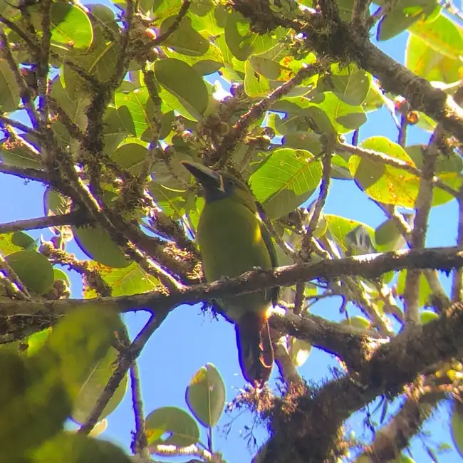 Northern Emerald Toucanet | Location: Monteverde,  Costa Rica