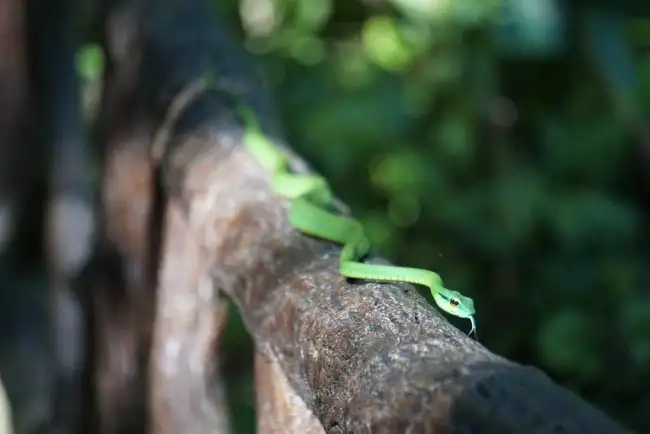 Parrot Snake | Location: Arenal,  Costa Rica