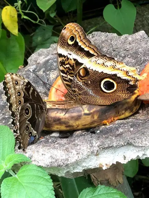 Owl Butterfly | Location: Monteverde,  Costa Rica