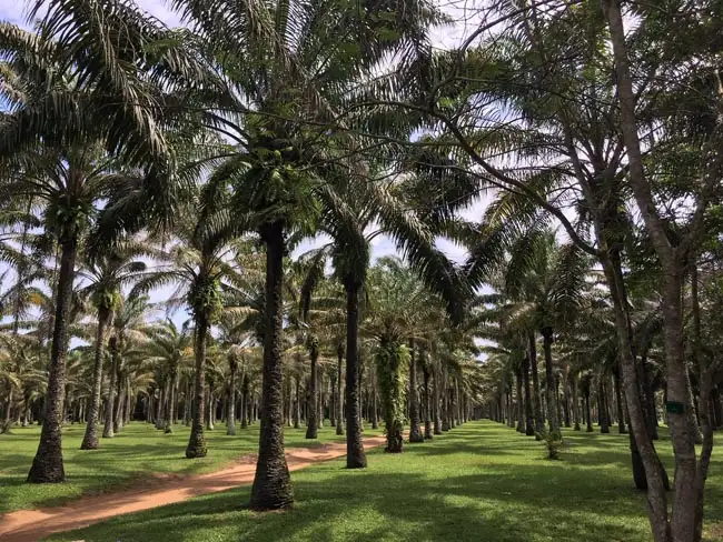 Bingerville Botanical Gardens | Location: Abidjan,  Ivory Coast