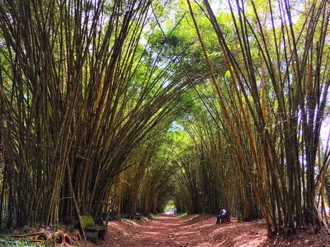 Bingerville Botanical Gardens | Location: Abidjan,  Ivory Coast