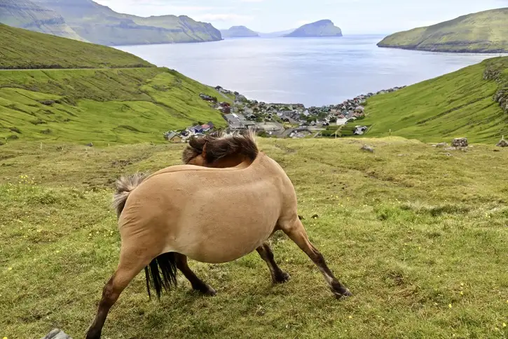 Faroe Islands | Location: Denmark