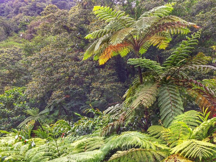 Dominica | Location: Dominica