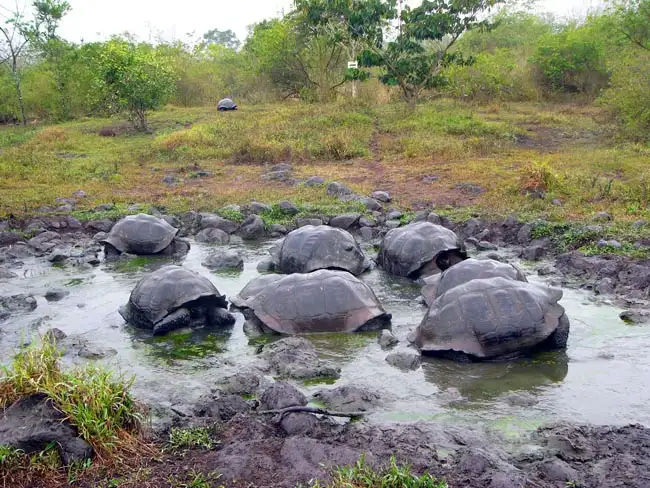 Galapagos | Location: Ecuador