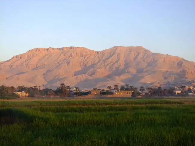 The Papyrus plant growing in the fields | Location: Egypt