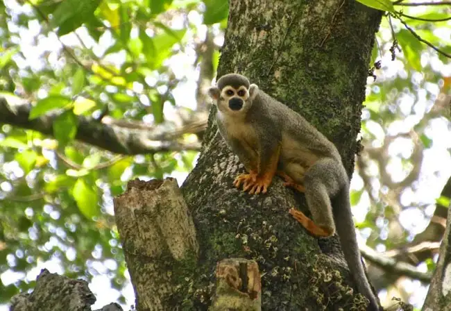 Squirrel Monkey | Location: Kourou,  French Guiana