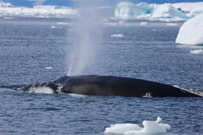 Humpback whale | Location: Greenland