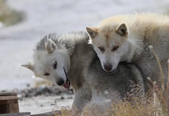 Greenland Wolves wrestling in the snow | Location: Greenland