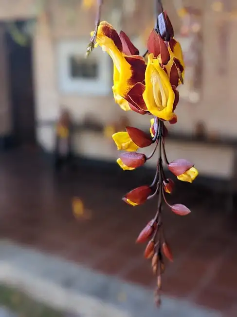 Location: Antigua Guatemala,  Guatemala