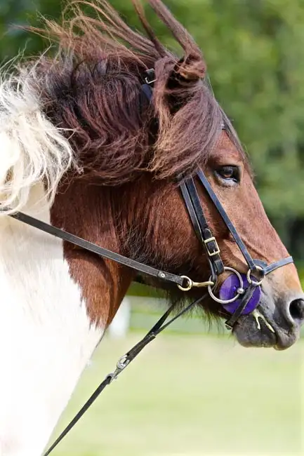 Icelandic Horse | Location: Iceland